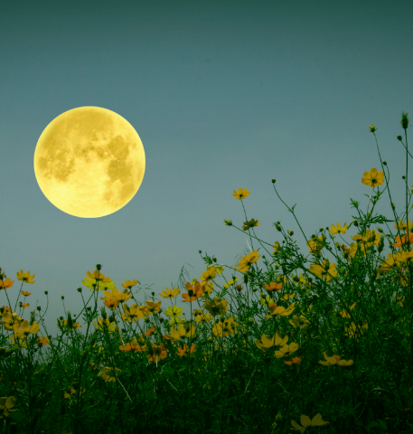 Jardiner avec la lune - O2