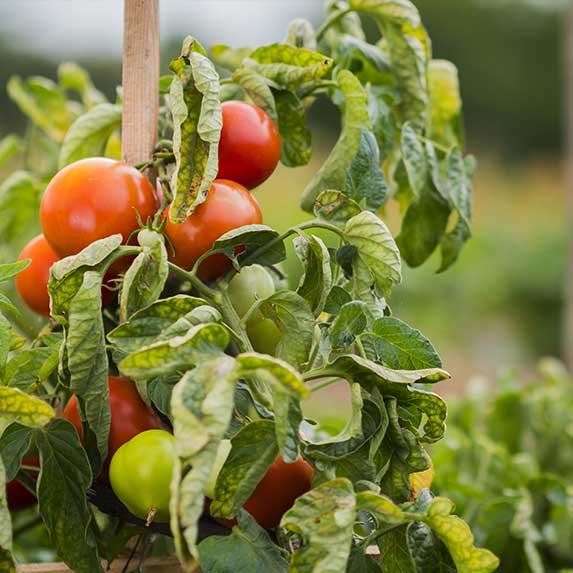 Entretien plants tomates dans potager