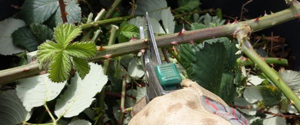 Jardinier coupe branche